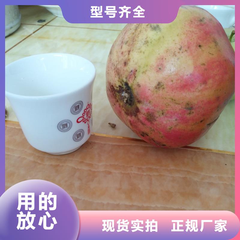 軟籽石榴樹苗種植管理技術