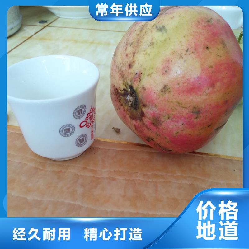 石榴蘋果苗實力大廠家