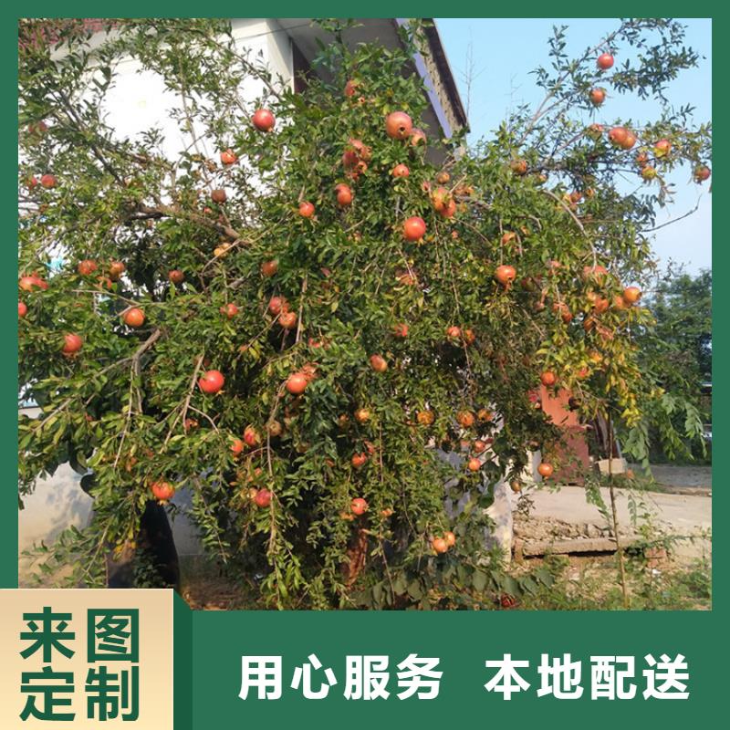 黑籽石榴樹苗批發(fā)零售/軒園園藝場(chǎng)