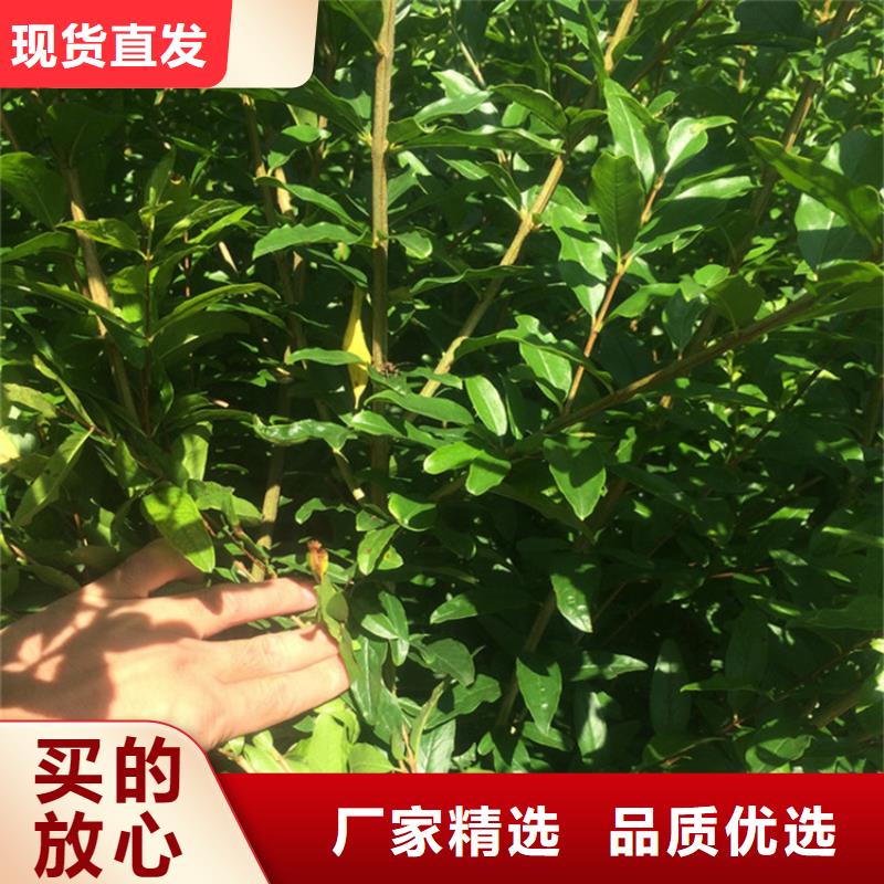 黑籽石榴樹苗批發(fā)零售/軒園園藝場(chǎng)