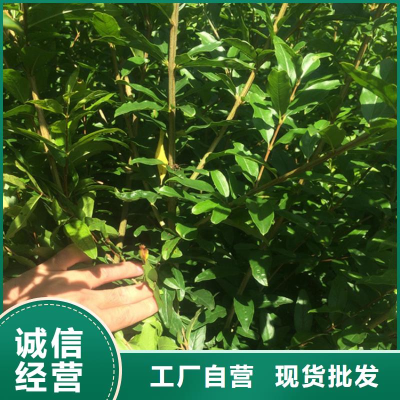 黑籽石榴苗种植管理技术