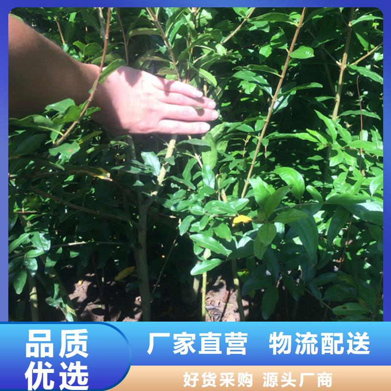 甜籽石榴樹苗根系發達