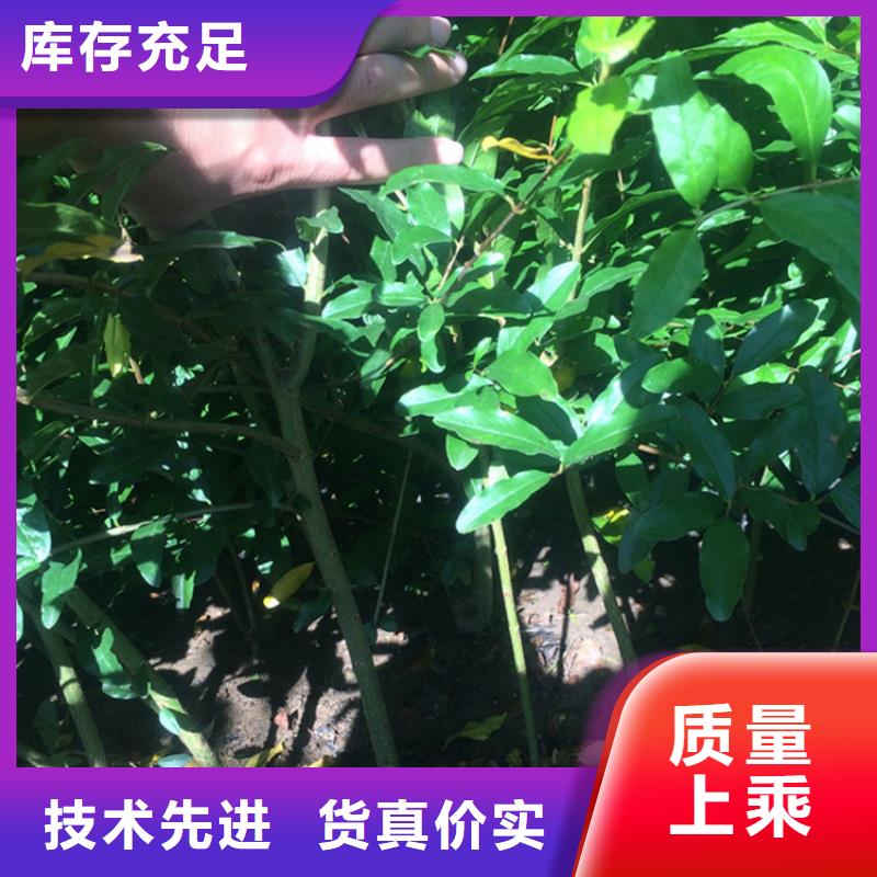 【石榴】櫻桃苗應(yīng)用領(lǐng)域