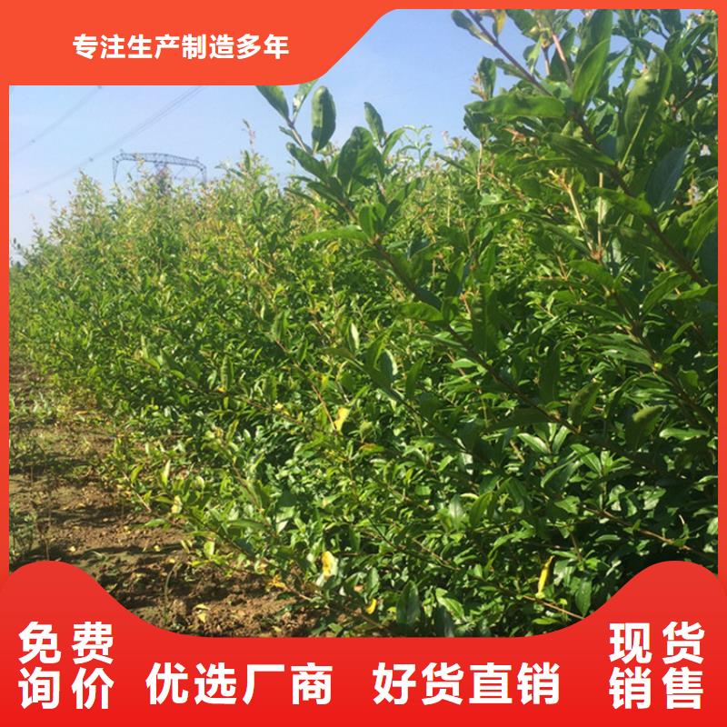 【石榴】櫻桃苗應(yīng)用領(lǐng)域