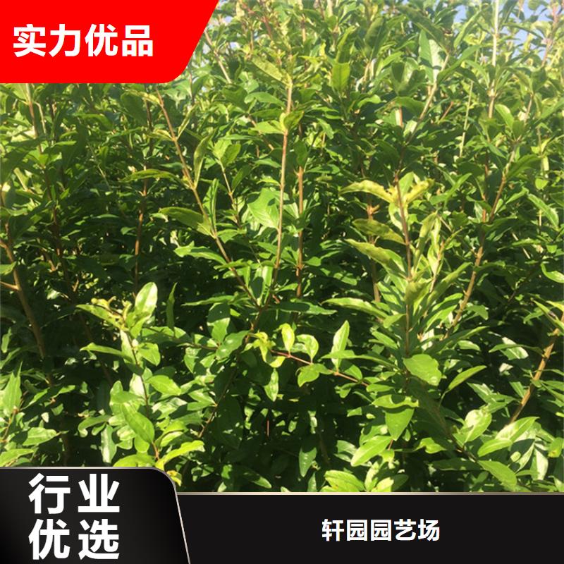 【石榴】櫻桃苗應(yīng)用領(lǐng)域