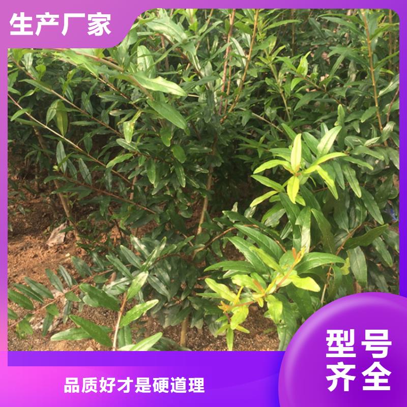 【石榴】櫻桃苗應(yīng)用領(lǐng)域