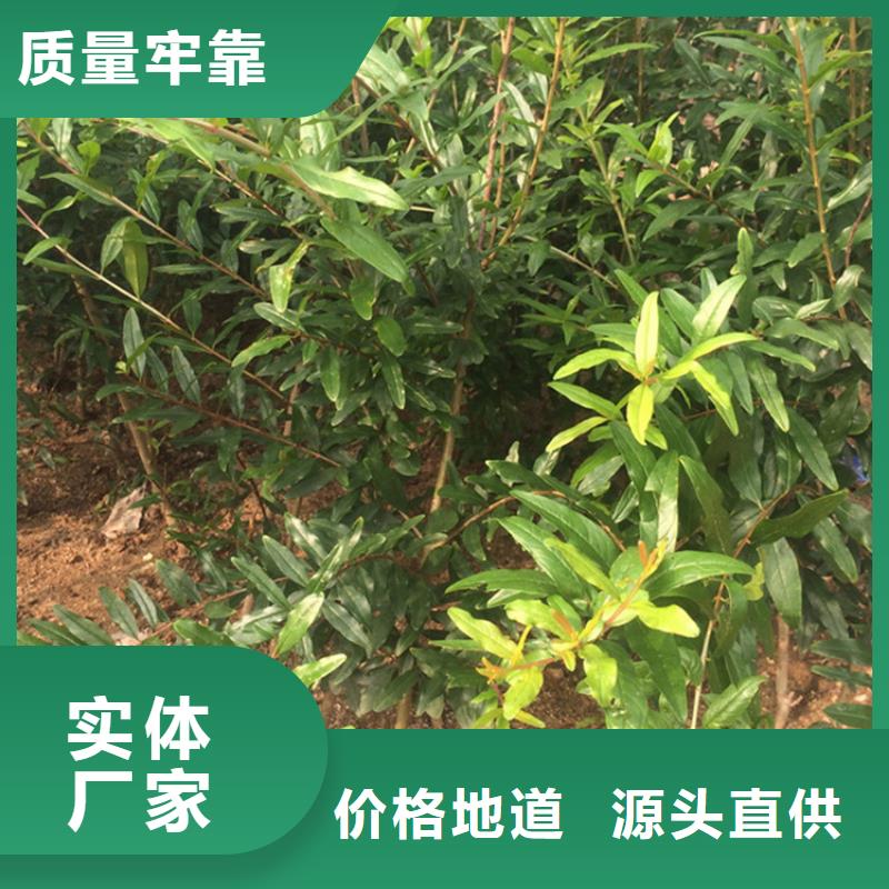 石榴树视频-石榴树_云南省丽江市市场覆盖永胜|华坪|临沧|德宏|玉溪|迪庆等