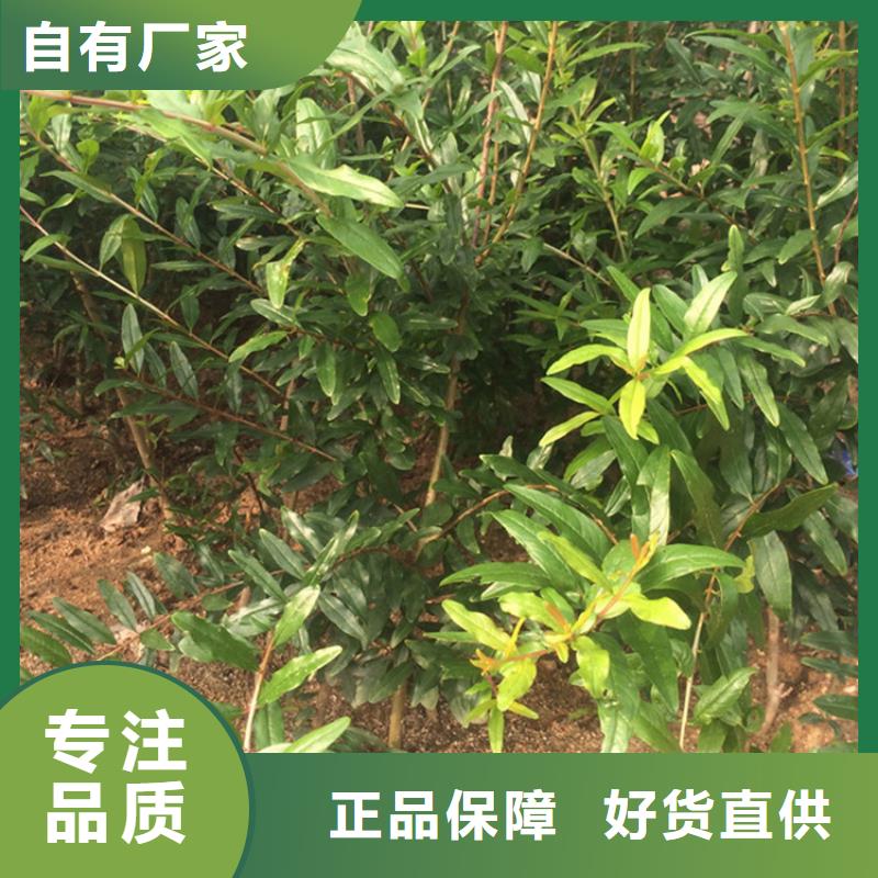 甜籽石榴苗種植管理技術(shù)