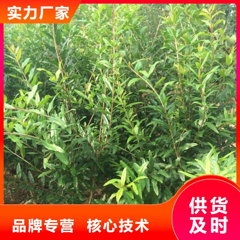 【石榴】櫻桃苗應(yīng)用領(lǐng)域
