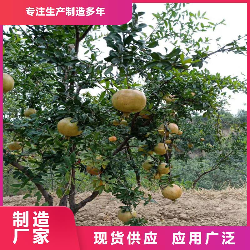 【石榴】櫻桃苗應(yīng)用領(lǐng)域
