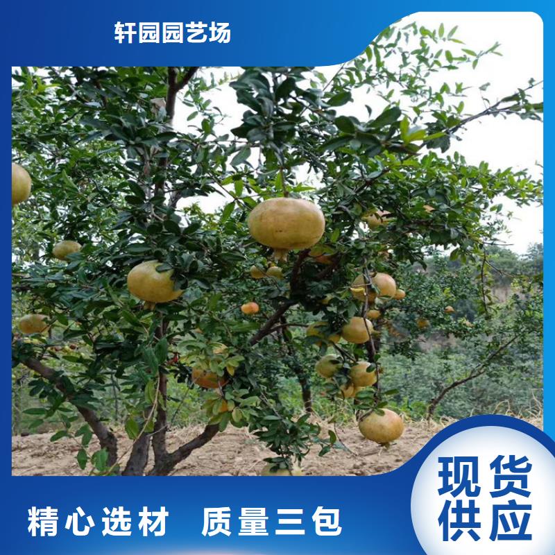 【石榴】桃樹苗貨品齊全