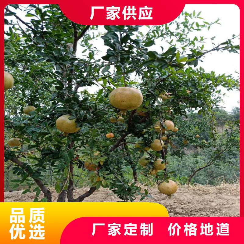 石榴苗根系發達