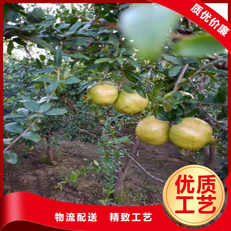 【石榴】櫻桃苗應(yīng)用領(lǐng)域