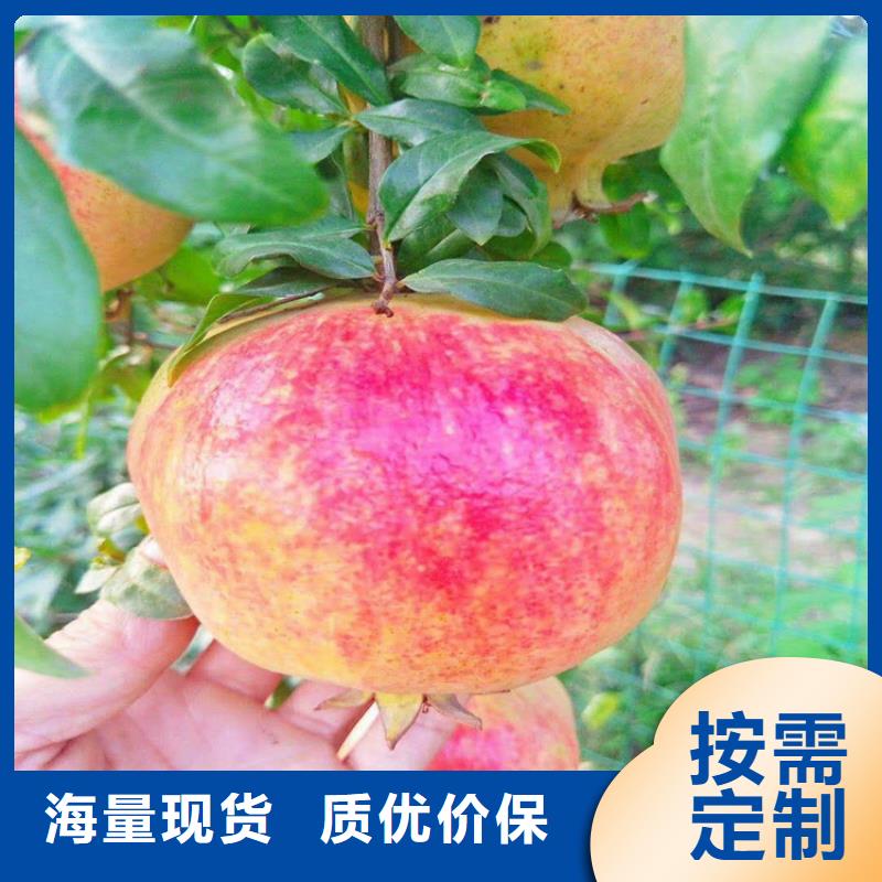 【石榴】櫻桃苗應(yīng)用領(lǐng)域