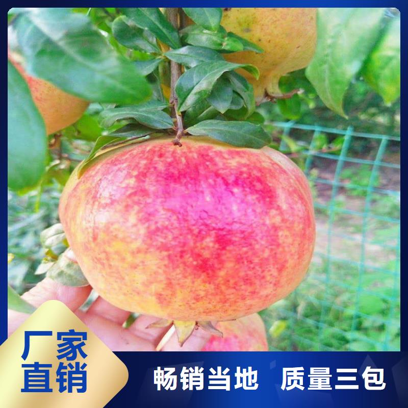 【石榴板栗苗用途廣泛】