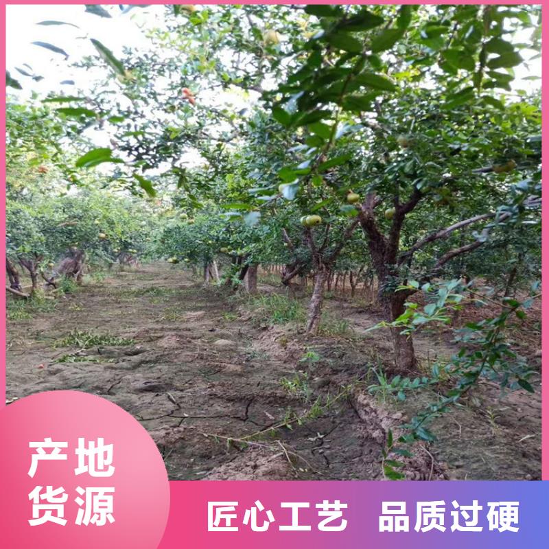 【石榴】櫻桃苗應(yīng)用領(lǐng)域