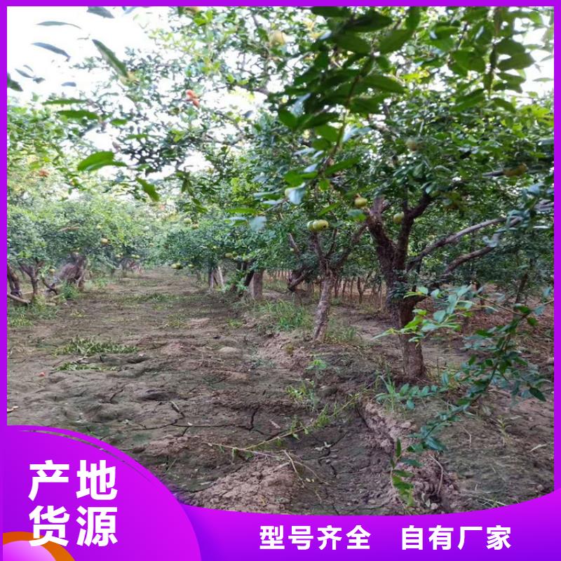 石榴蘋果苗實力大廠家