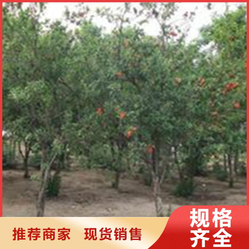 【石榴】櫻桃苗應(yīng)用領(lǐng)域