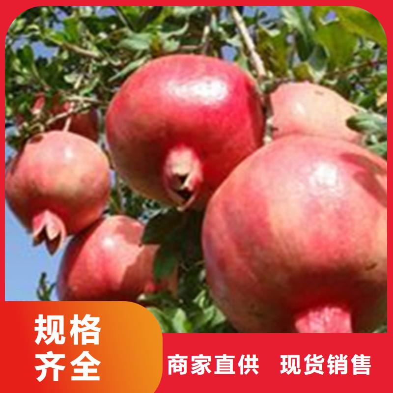 【石榴】櫻桃苗應(yīng)用領(lǐng)域