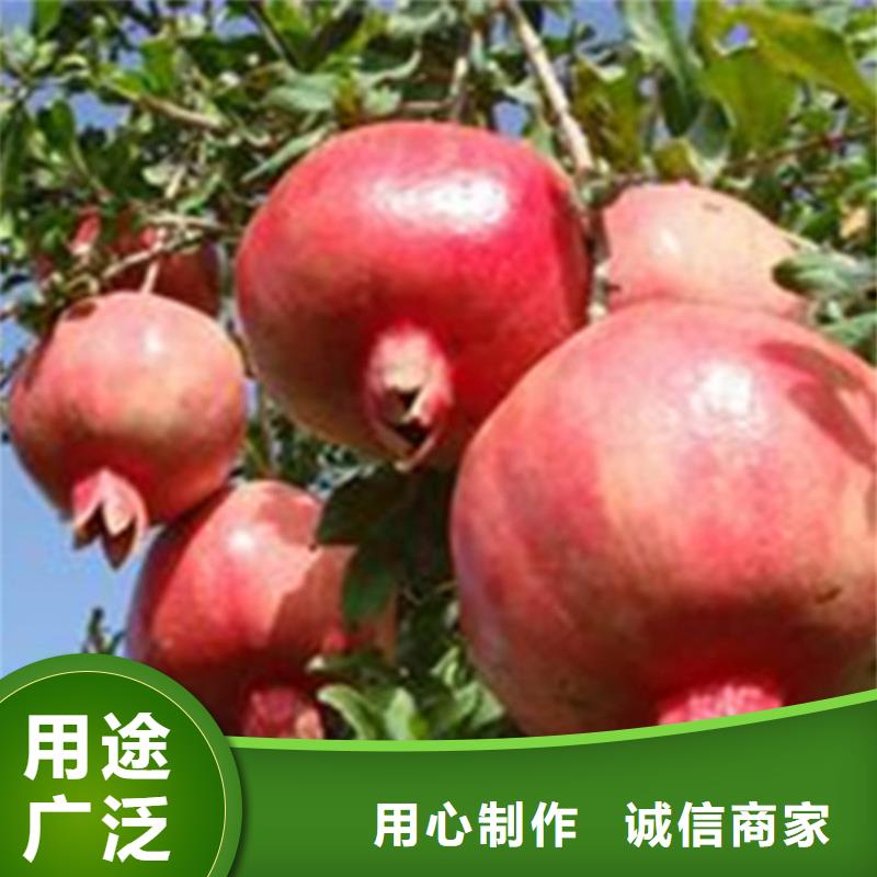 【石榴】桃樹苗貨品齊全