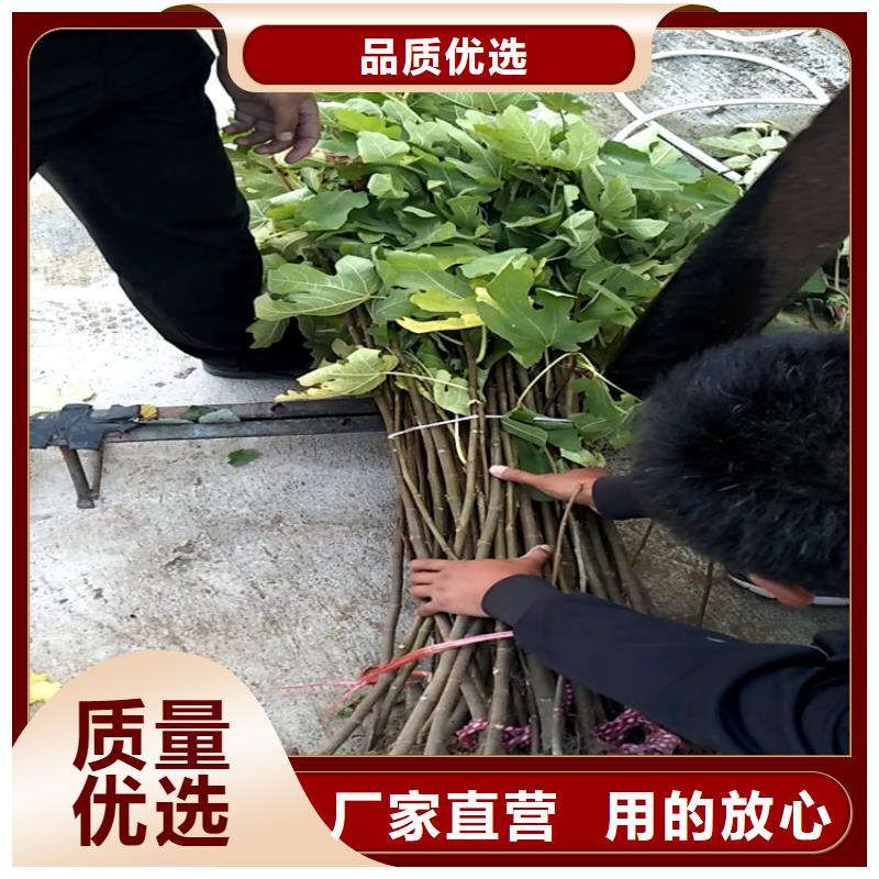 【無花果櫻桃苗設計制造銷售服務一體】