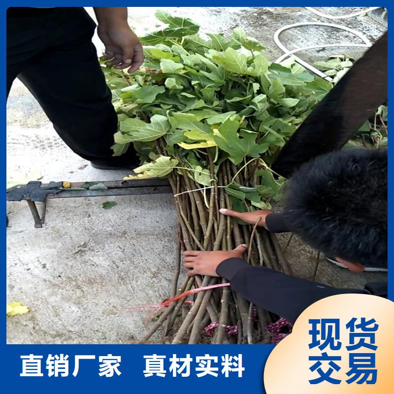 石榴树视频-石榴树|贺州市|昭平|钟山|贵港|河池|柳州|北海