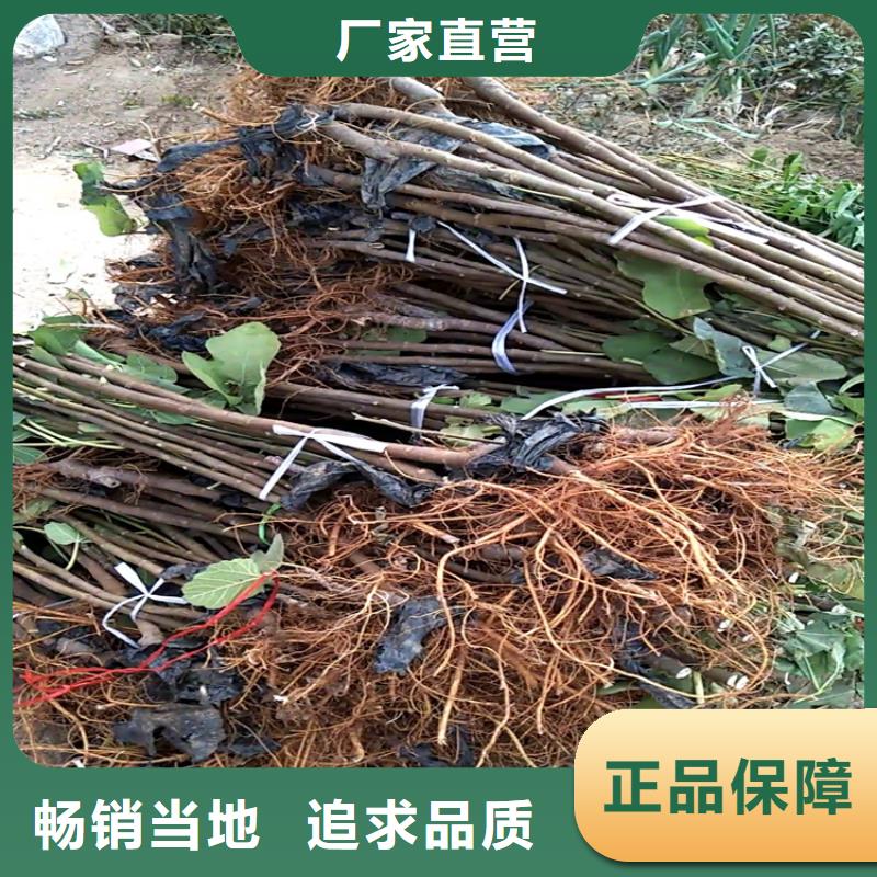 無花果蘋果苗商家