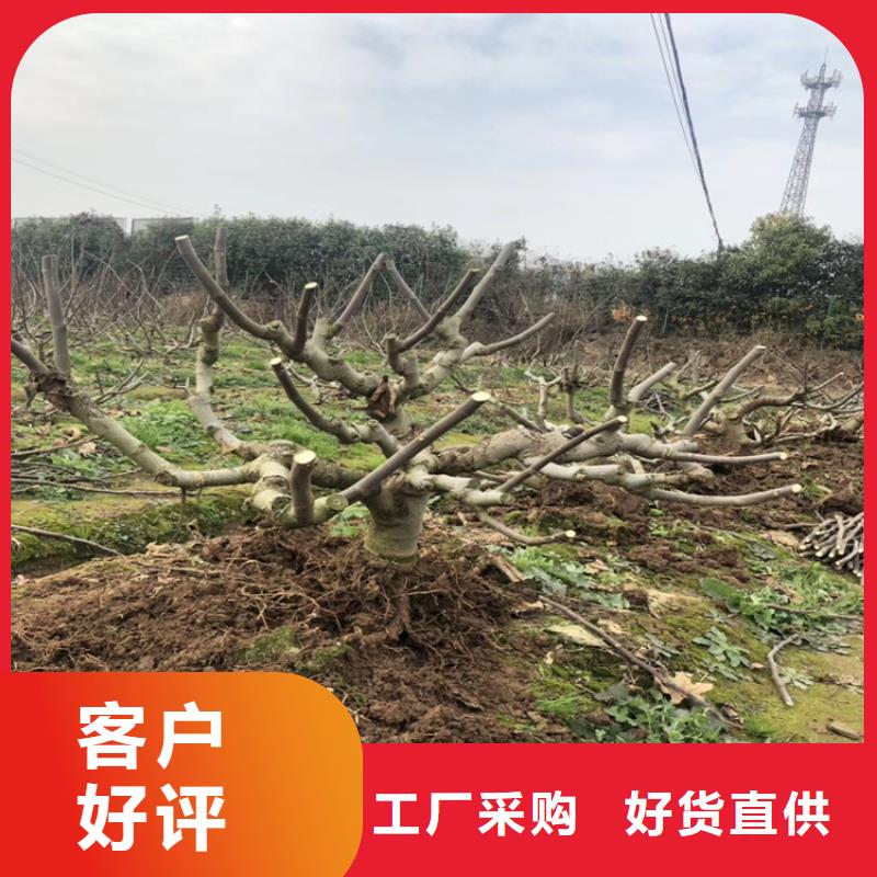 【無花果櫻桃苗常年出售】