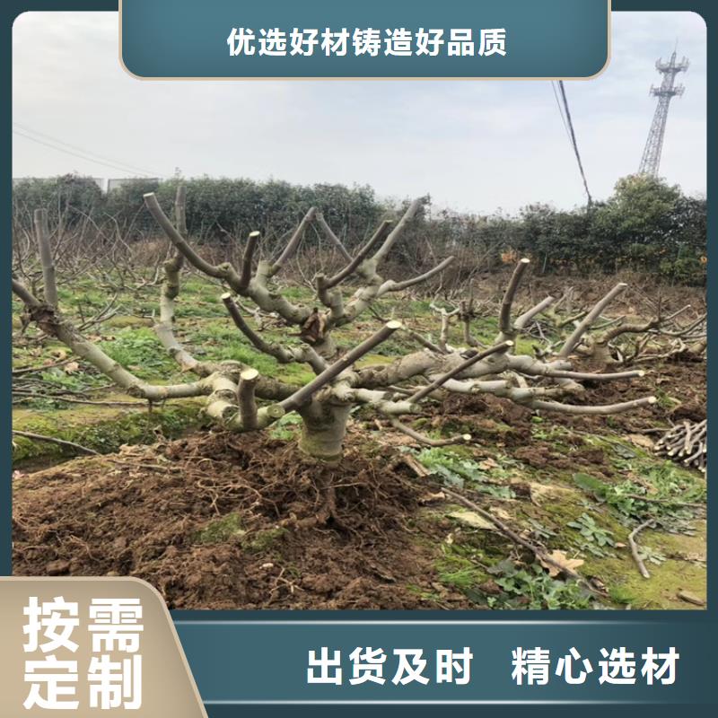 無花果樹苗新奇品種