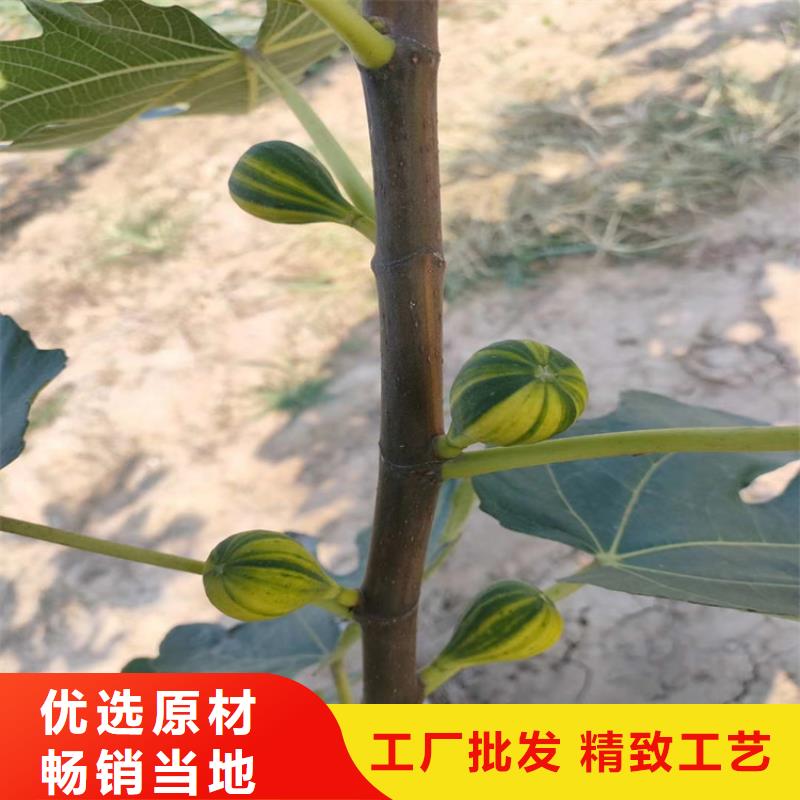 【無花果櫻桃苗常年出售】