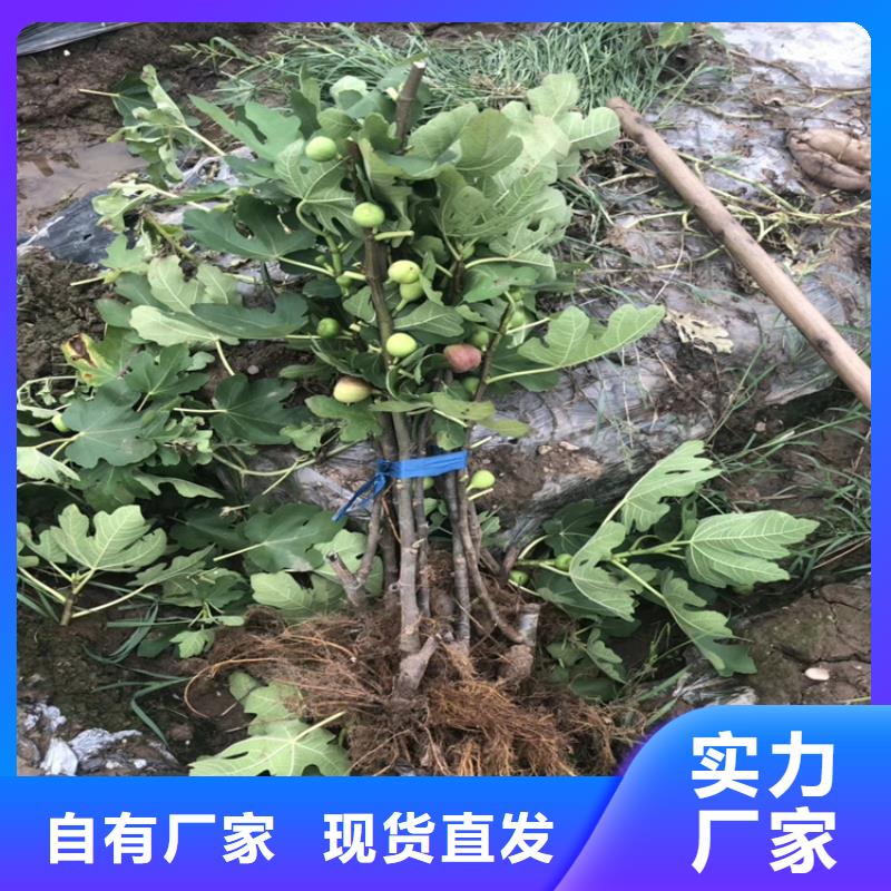 石榴树视频-石榴树|贺州市|昭平|钟山|贵港|河池|柳州|北海