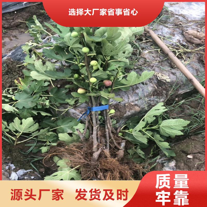 無花果蘋果苗商家