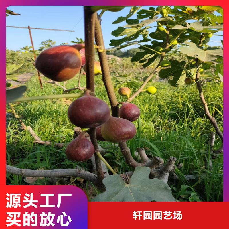 無花果草莓苗認準大品牌廠家