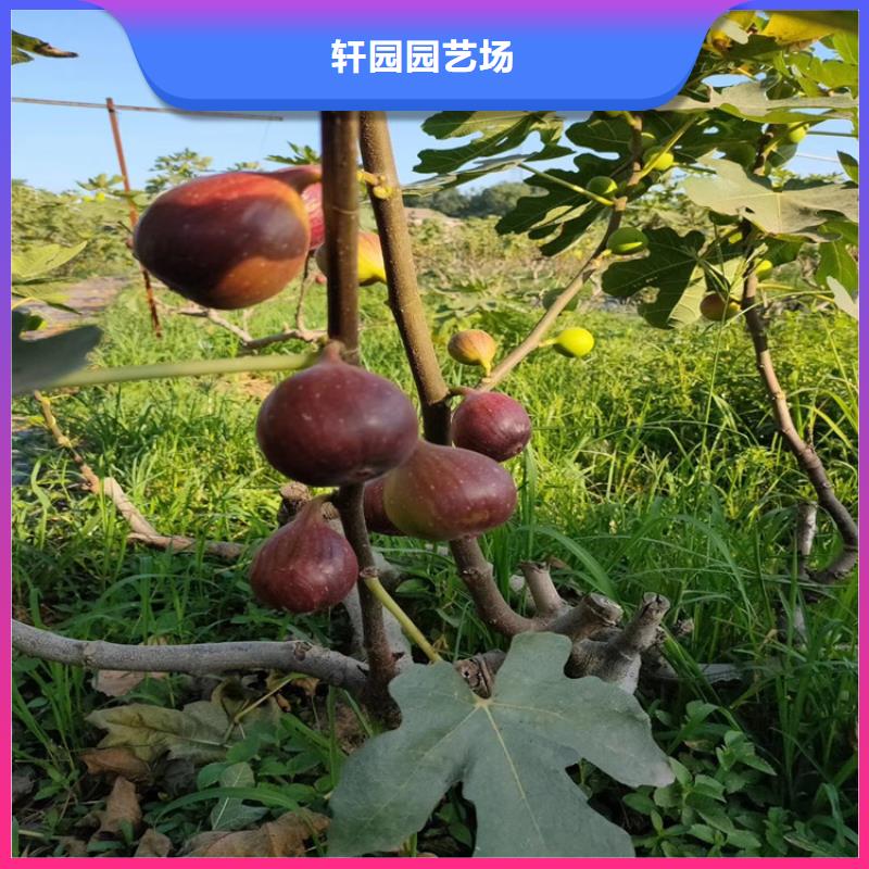 無花果櫻桃苗嚴格把關質量放心