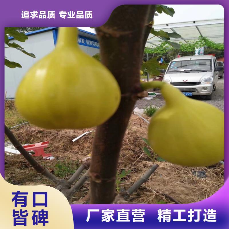 【無花果櫻桃苗設計制造銷售服務一體】