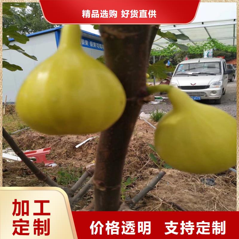布蘭瑞克無花果苗大棚種植/軒園園藝場