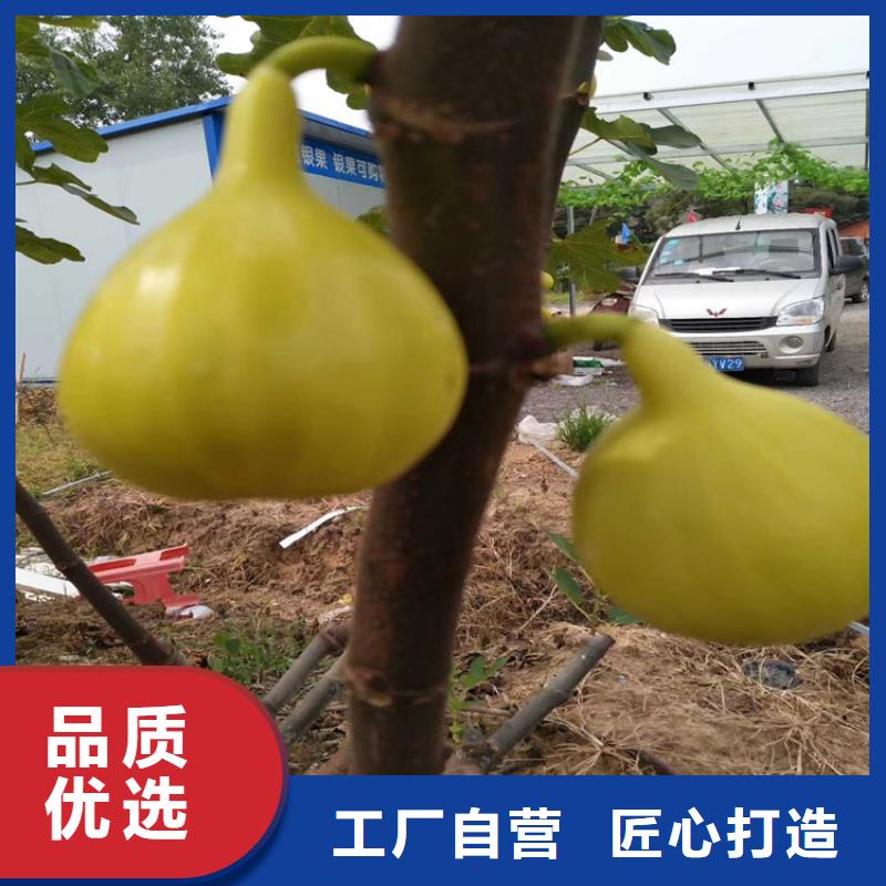 無花果,蘋果苗精心