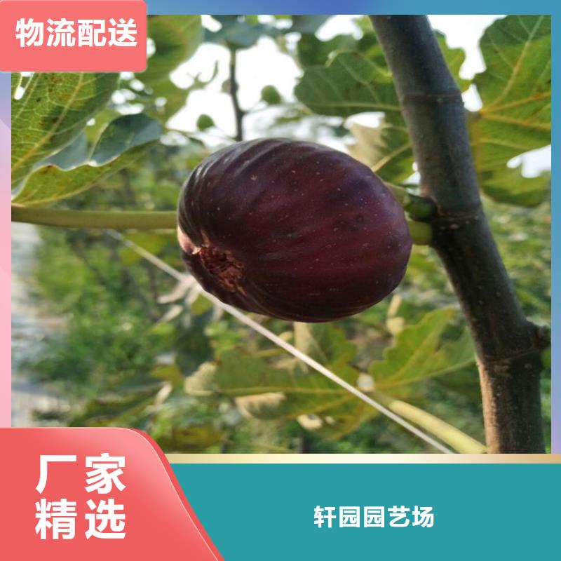無花果草莓苗貨源報價