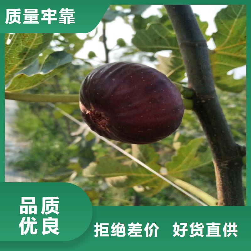 紫果無(wú)花果苗栽培/軒園園藝場(chǎng)