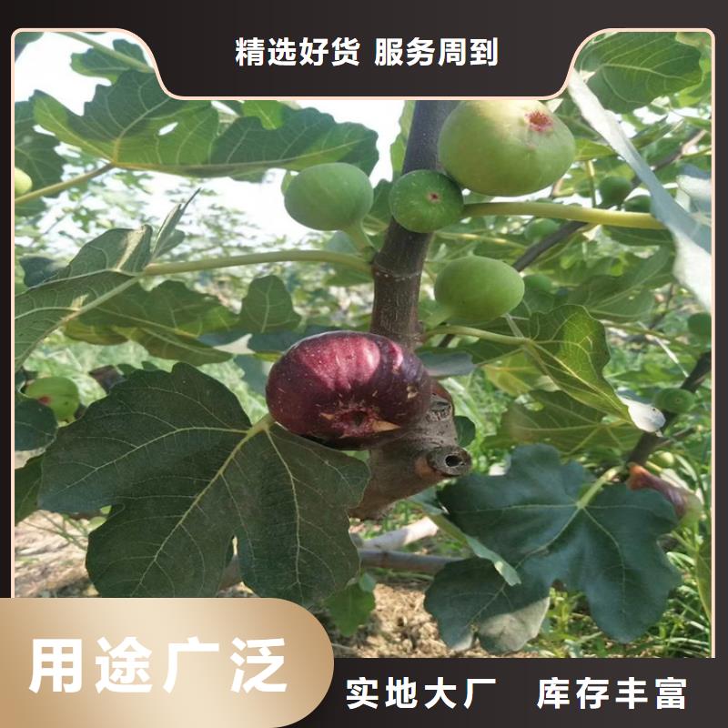 石榴树视频-石榴树-广西省贺州市八步|昭平|钦州|梧州|南宁|玉林(本土)货源