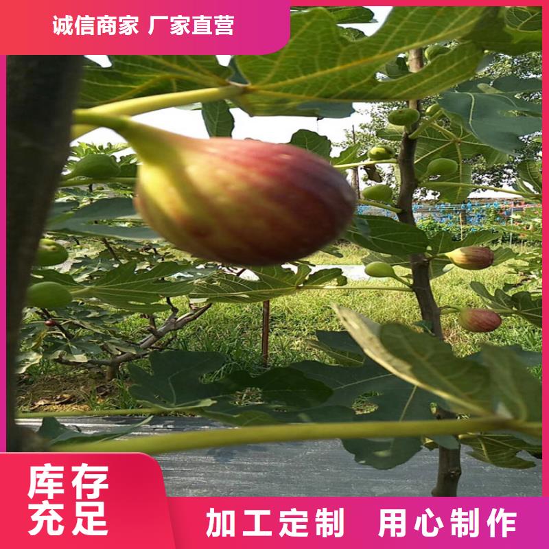 無花果西瓜苗廠家銷售
