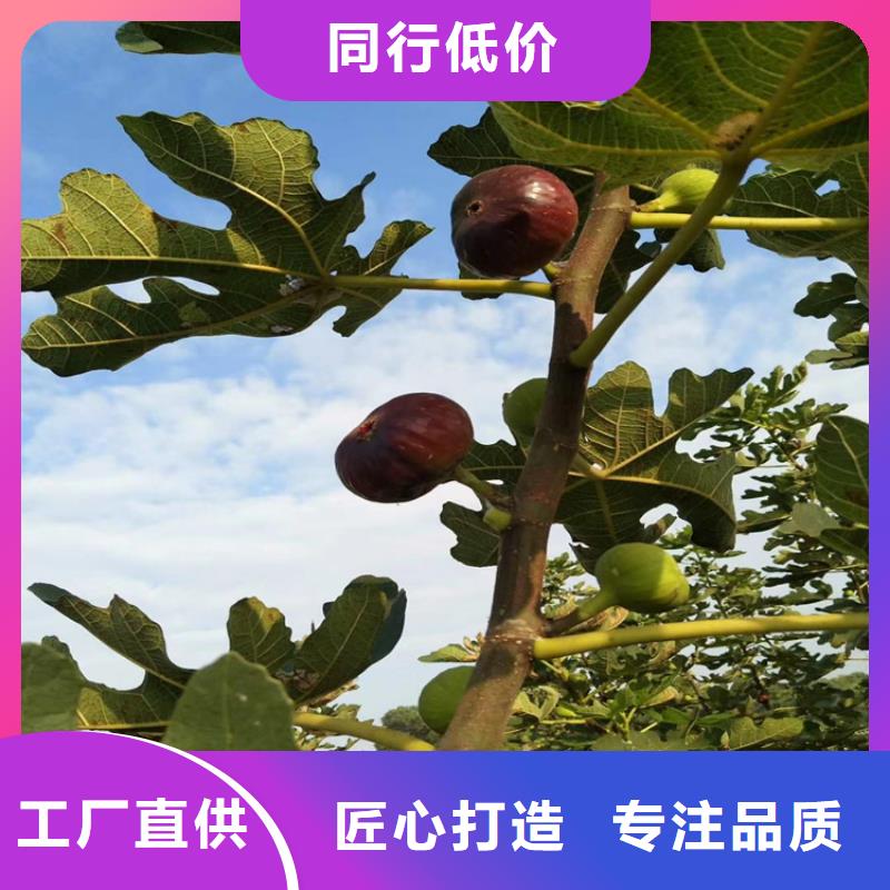 【無花果梨樹苗現貨批發】