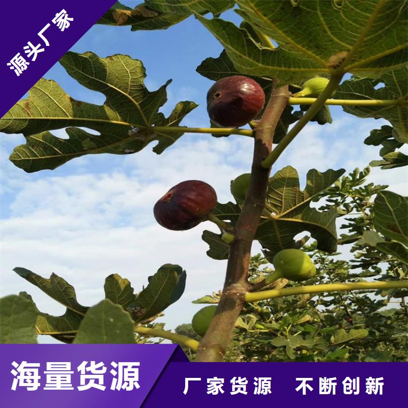布蘭瑞克無花果苗大棚種植/軒園園藝場