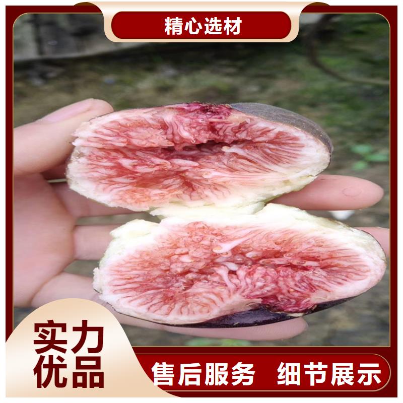 无花果苹果苗商家