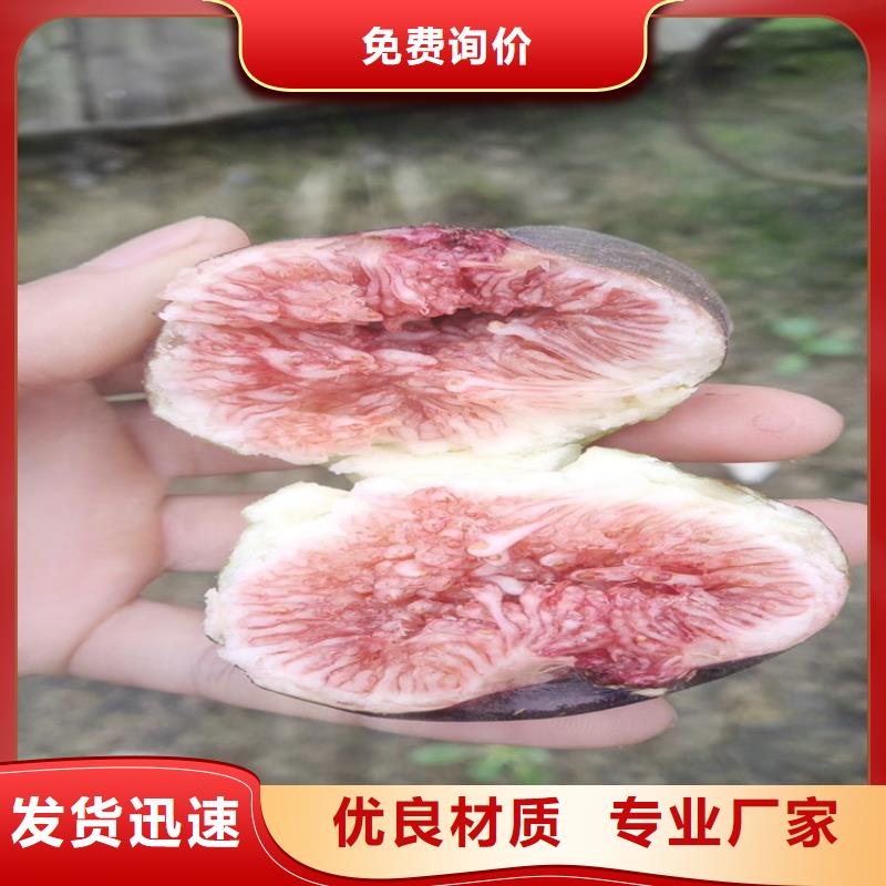 無花果-桃樹苗優(yōu)良工藝