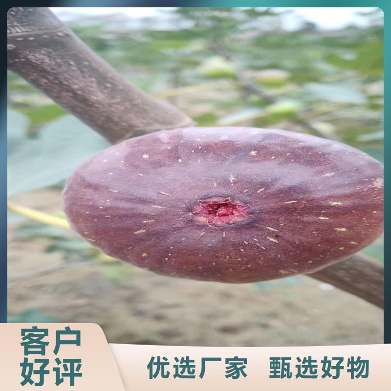 石榴树视频-石榴树|贺州市|昭平|钟山|贵港|河池|柳州|北海