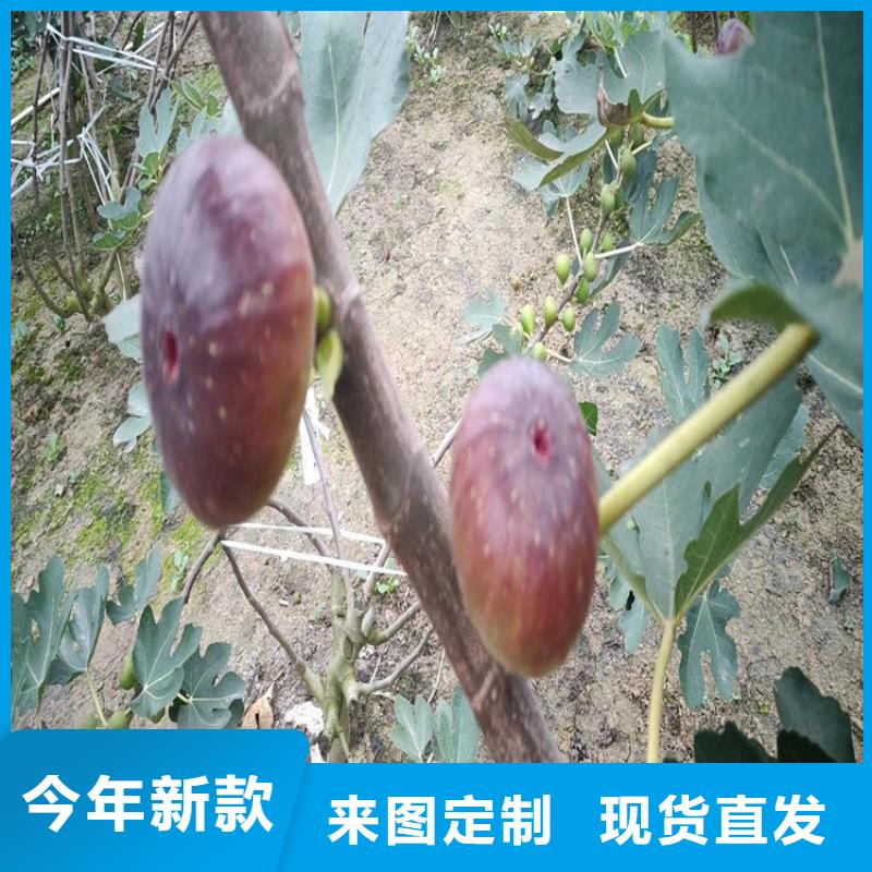 【無花果,櫻桃苗可接急單】