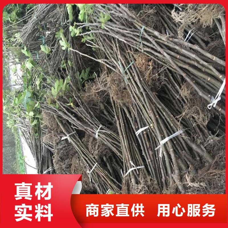 無花果草莓苗貨源報價