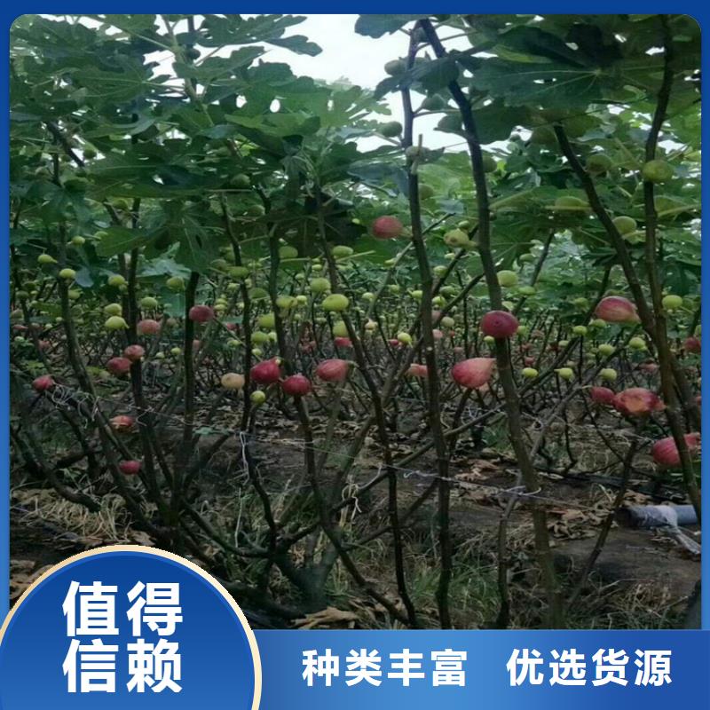 無花果,【蘋果苗】的簡單介紹