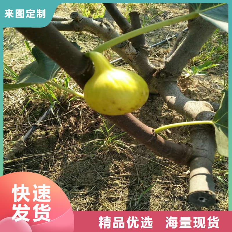 石榴树视频-石榴树|贺州市|昭平|钟山|贵港|河池|柳州|北海